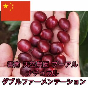 コーヒー豆　中国　ダブルファーメーテーション