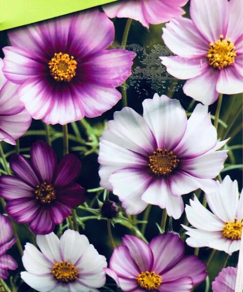 コスモス　華やかな縁取りが目を引く　ピコティ　 花の種　珍しい色になります　まき時　春～夏3月～7月20粒