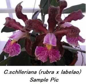 HIF洋蘭 238 C. schilleriana x sib. ( rubra x labelao )