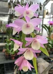 HIF洋蘭 257 Den. aphyllum 'Madame Royal' (Div.) 蕾着