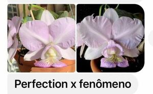 HIF洋蘭 312 C. nobilior var. amaliae x sib/ ('Perfection' x 'Fenomeno')