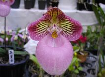 HIF洋蘭 235 Paph. micranthum_画像1