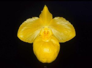 HIF洋蘭 261 Paph. armeniacum