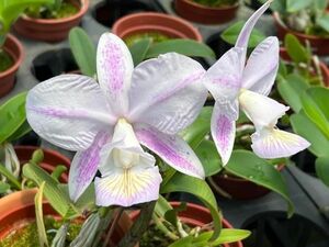 HIF洋蘭 247 C. nobilior amaliae-flamea ( flamea '8022' x amaliae 'Perfection')