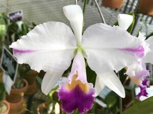 HIF洋蘭 314 C. trianae coerulea -pincelada x sib. ('Heitor' x 'Majesdade')