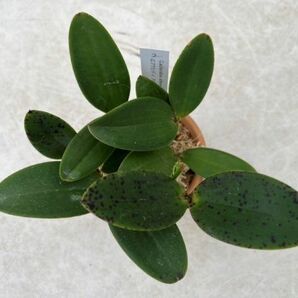 HIF洋蘭 355 C. aclandae albescens 'Cocobongo' x selfの画像3