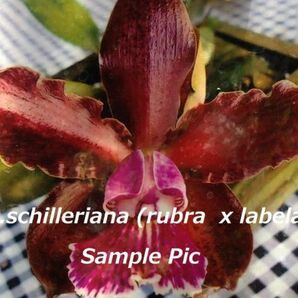 HIF洋蘭 324 C. schilleriana x sib. ( rubra x tipo 'Caliman')の画像1