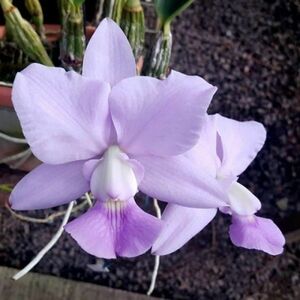 HIF洋蘭 311 C. walkeriana coerulea x sib. ('Toque Divino' x A15 Caliman')