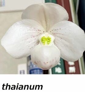 HIF洋蘭 260 Paph. thaianum x sib.