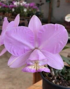 HIF洋蘭 281 C. nobilior var. amaliae 'Beira Rio' x self