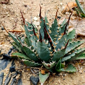 【激レア】アガベ エボリスピナ ハイブリッド 相方不明種 子株 ドチャクソカッコイイ親の子株 agave hybrid eborispina ド・うねりの画像1