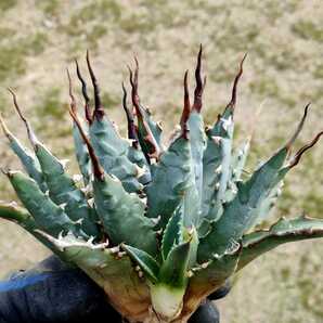 【激レア】アガベ エボリスピナ ハイブリッド 相方不明種 子株 ドチャクソカッコイイ親の子株 agave hybrid eborispina ド・うねりの画像4