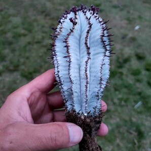 ド・白い ユーフォルビア ポリゴナ スノーフレーク Euphorbia Polygona Snowflake 美株 実生 直径6.5cm 高さ13cm(根っこ含まず)の画像1