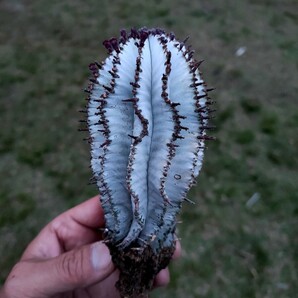 ド・白い ユーフォルビア ポリゴナ スノーフレーク Euphorbia Polygona Snowflake 美株 実生 直径6.5cm 高さ13cm(根っこ含まず)の画像3