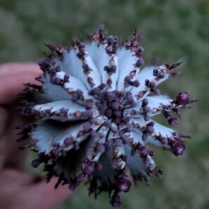 ド・白い ユーフォルビア ポリゴナ スノーフレーク Euphorbia Polygona Snowflake 美株 実生 直径6.5cm 高さ13cm(根っこ含まず)の画像5