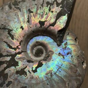 マダガスカル産 遊色虹色アンモナイト-青（クリオニセラス）、格安、392g 12.1cm、1円スタート、青緑にピンク発色個体 穴ありの画像5