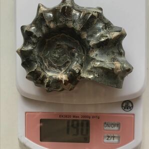 マダガスカル産アンモナイト-ドウビレイセラス・マミラータム（Douvilleiceras mammilatum）190g 8.3cm 穴ありの画像2