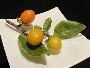 食品サンプル　柿　枝付き　A