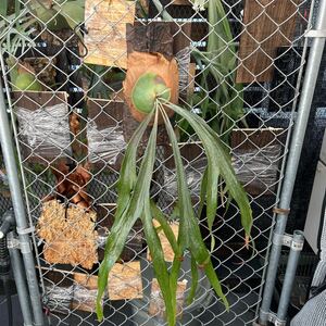  staghorn fern mount Lewis largish Platycerium Mt.Lewis