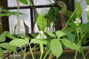 ユキモチソウ緑花☆雌花・開花中☆マムシグサ☆テンナンショウ