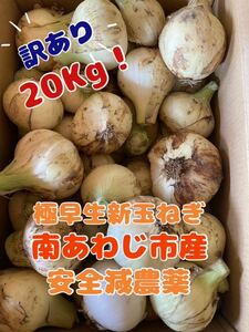 淡路島玉ねぎ★減農薬極早生新玉ねぎ☆訳あり20キロ(箱重さ含まない)農家直送（●＾o＾●）