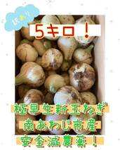 淡路島産★極早生新玉ねぎ☆訳あり5キロ(箱の重さ含まない)農家直送（●＾o＾●）_画像1