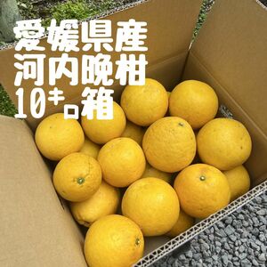 愛媛県産　みかん【河内晩柑（宇和ゴールド）】１０キロ箱