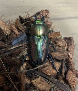 青紋 ♀3匹 CBF17 ニジイロクワガタ (低グレード)