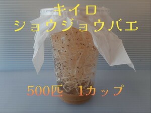 KTYA（条件付死着補償有 500匹）キイロショウジョウバエ （餌用ショウジョウバエ）