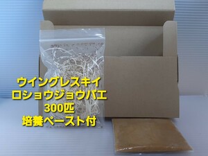 （死着補償無 チャック袋封入 培養ペースト付）キイロショウジョウバエ 300匹　（餌用ショウジョウバエ）