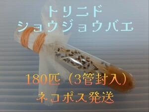 KNN（180匹 3管封入 死着補償無） トリニドショウジョウバエ （餌用ショウジョウバエ）