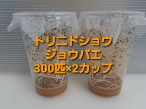 ☆（死着補償有 600匹）トリニドショウジョウバエ 300匹×2カップ （餌用ショウジョウバエ）