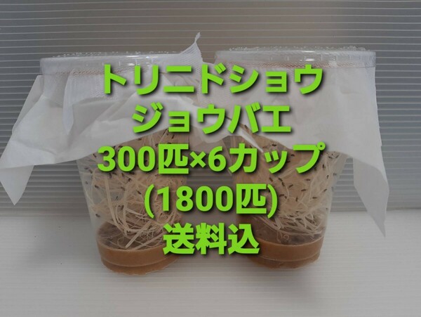 （1800匹）トリニドショウジョウバエ 300×6カップ （餌用ショウジョウバエ）