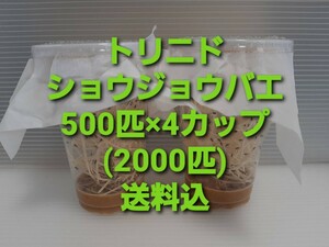 （2000匹）トリニドショウジョウバエ 500匹×4カップ （餌用ショウジョウバエ）