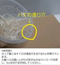 KTYA（条件付死着補償有 500匹）キイロショウジョウバエ （餌用ショウジョウバエ）_画像2