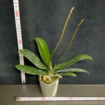 (^。 ^)(17)Phal. Tying Shin Eternal Star 'Golden Water_画像2