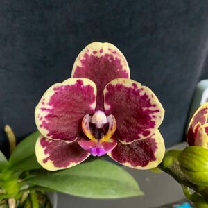 (^。 ^)(19)Phal. (Lioulin Amber x OX Red)‘582’