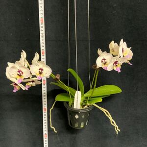 (^。 ^)(29)Phal. I- Lan Starry Sky