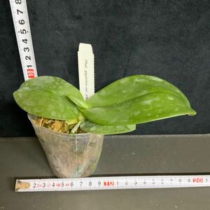 (^。 ^)(45) Phal.gigantea var. alba