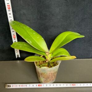 (^。 ^)(94) Phal. Miki Black Marble '469'の画像3