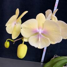 (^。 ^)(106)Phal. KS Big Stone ‘KS1221-1’_画像2