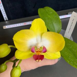 (^。 ^)(113)Phal. Miki Moon Rabbit ‘413’