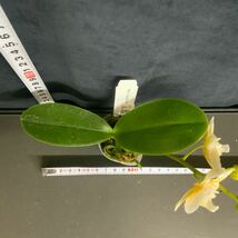 (^。 ^)(175)Phal. Yaphon Golden Leopard 'AN6609'_画像3