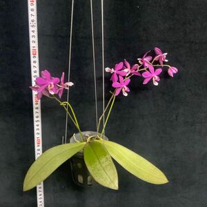 (^。 ^)(183)新発売,Phal. Bronze Maiden '3048'(Silver Leaf),花芽あり