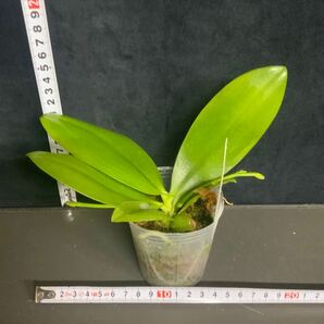 (^。 ^)(189)Phal. speciosa ‘Purple Mountain’の画像3