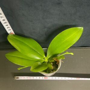 (^。 ^)(189)Phal. speciosa ‘Purple Mountain’の画像4