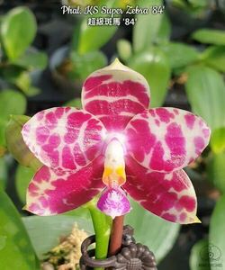 (^。 ^)(965)Phal. KS Super Zebra ‘84’, 香りあり