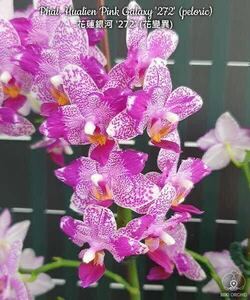 (^。 ^)(974) Phalaenopsis Hualien Pink Galaxy '272' (peloric)