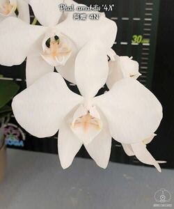 (^。 ^)(977)Phal. amabilis ‘4N’