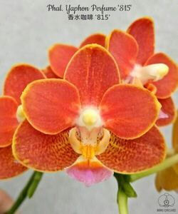 (^。 ^)(92) Phal. Yaphon Perfume '815'